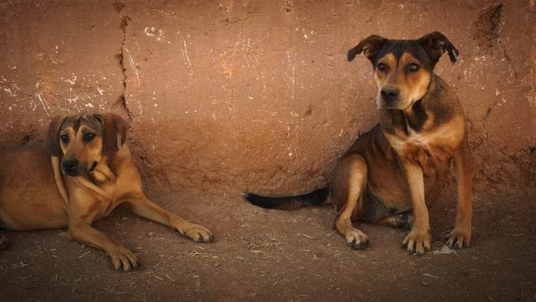 Hounds (2019)