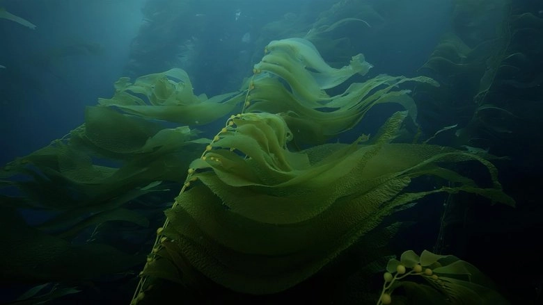 Charismatic Megafauna (2019)