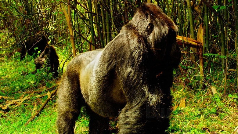 Wild Africa / Tiny Giants (2016)