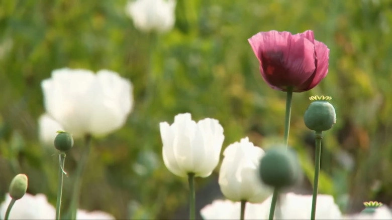 Raw Opium (2011)