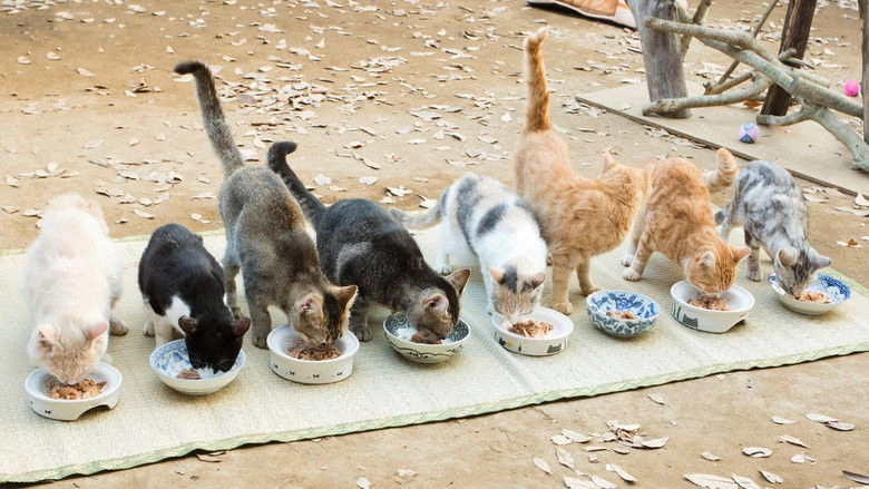 Neko Atsume House (2017)