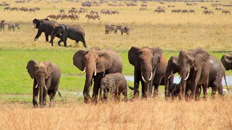 Fascination Africa 3D (2012)