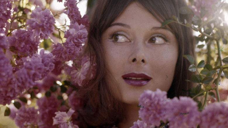 Chiamatemi Divina - Dorian Gray, Storia Di Un'attrice Dimenticata (2017)