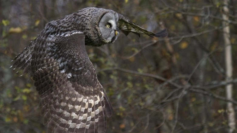 Tale Of A Forest (2012)