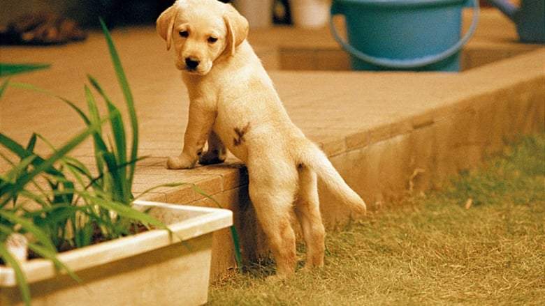 Quill: The Life Of A Guide Dog (2004)
