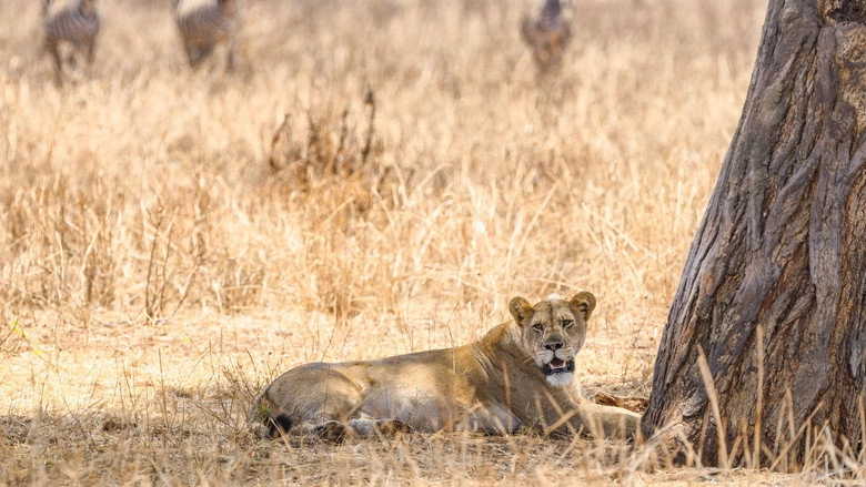 The Last Lions (2011)
