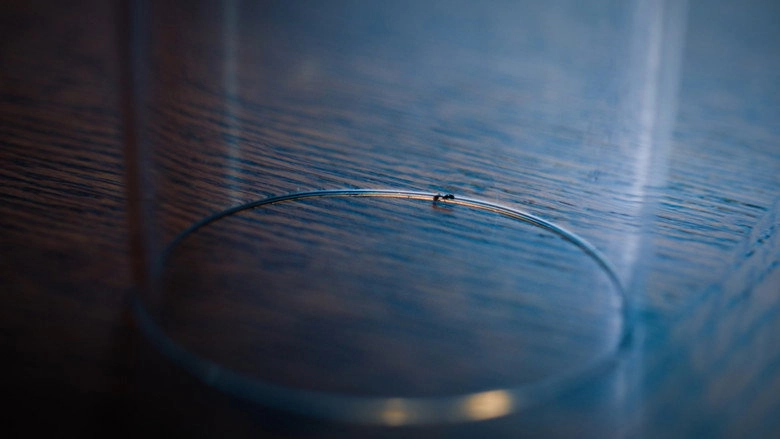 The Ant (2025)