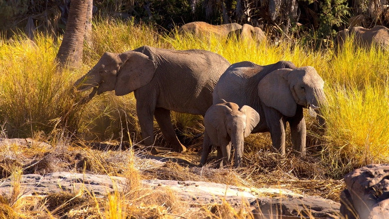 Namibia, Sanctuary Of Giants (2017)