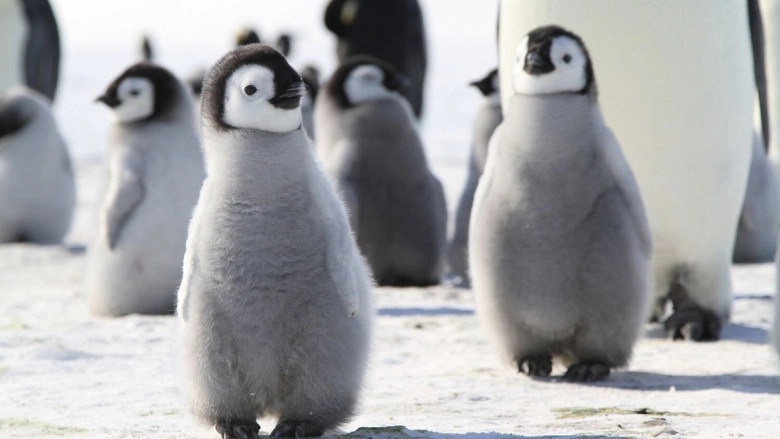 Tears Of The Antarctic (2012)