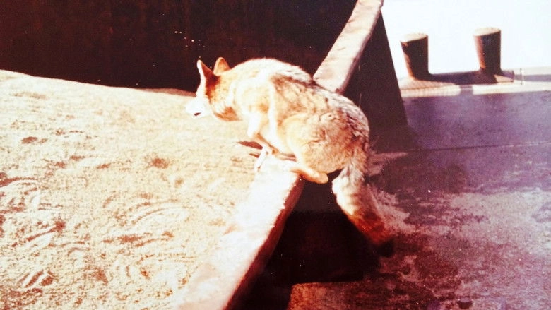 The Nashville Coyote (1972)