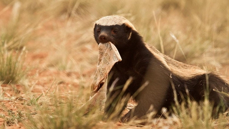 Ultimate Honey Badger (2013)