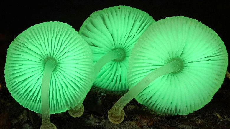 The Kingdom: How Fungi Made Our World (2018)