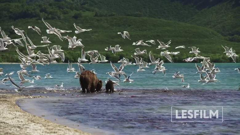 Kamchatka Bears. Life Begins (2018)