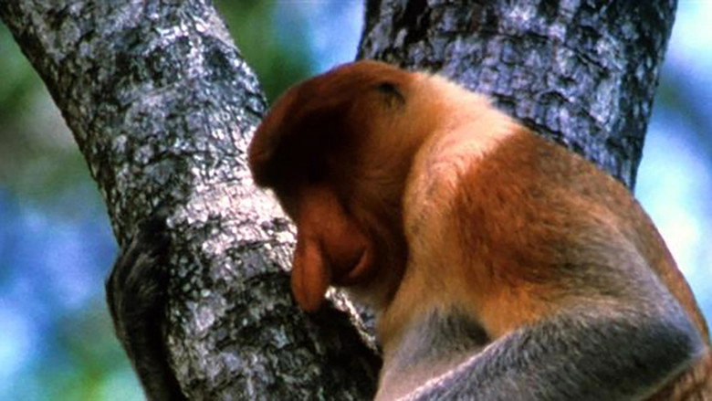 The Biggest Nose In Borneo (2003)