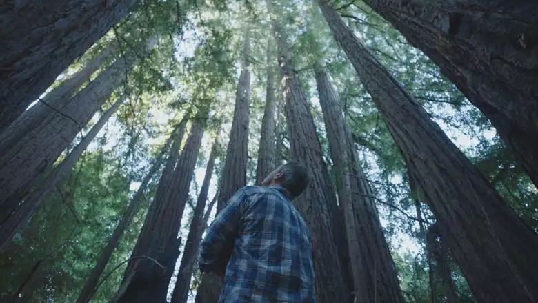 Trees, And Other Entanglements (2023)