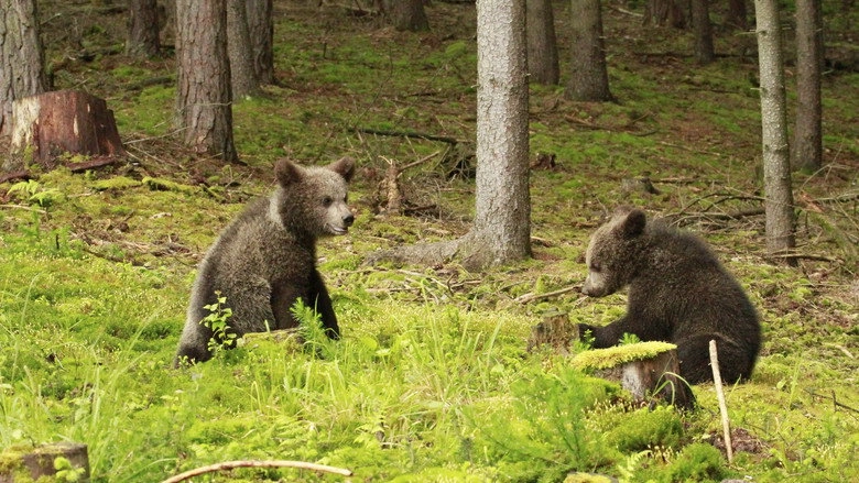 Beary Tales (2013)