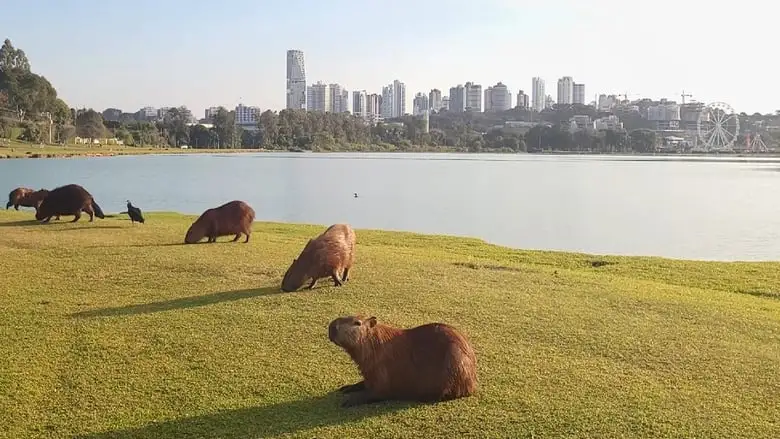 Curitiba: Labirinto Urbano (2024)