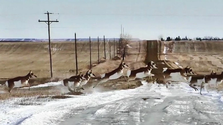 Antelopes (2020)
