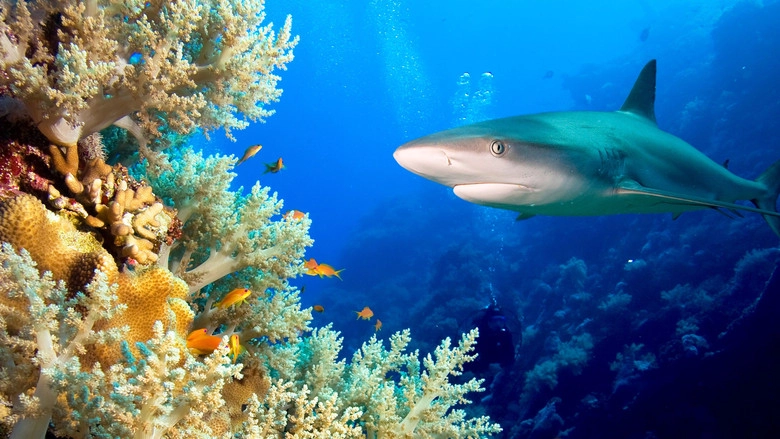 Journey To Shark Eden (2010)