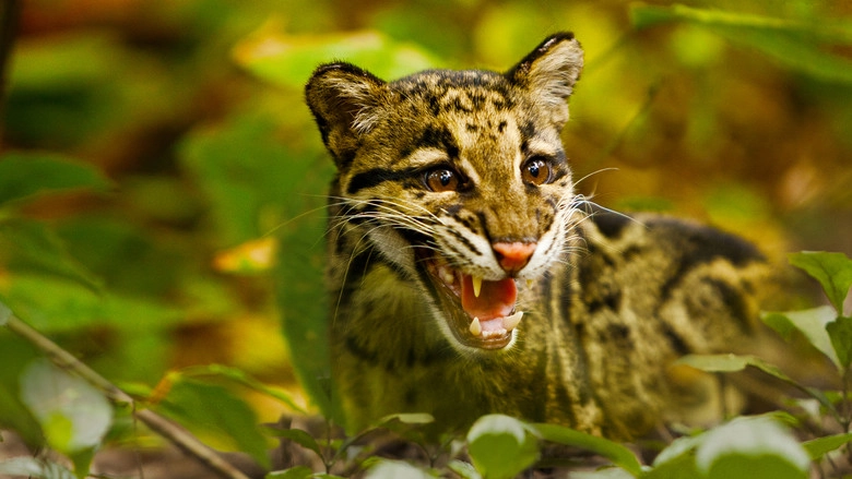 Return Of The Clouded Leopards (2012)