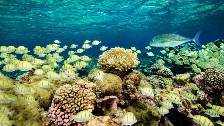 Ocean Paradise (2019)