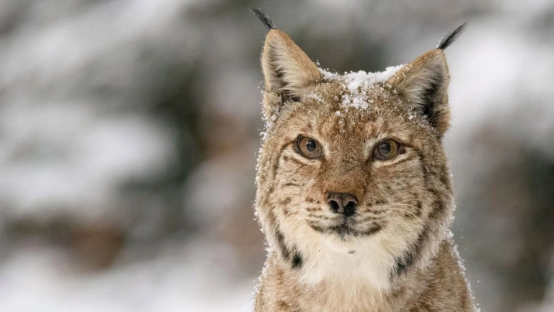 Transylvania's Wild Side (2026)