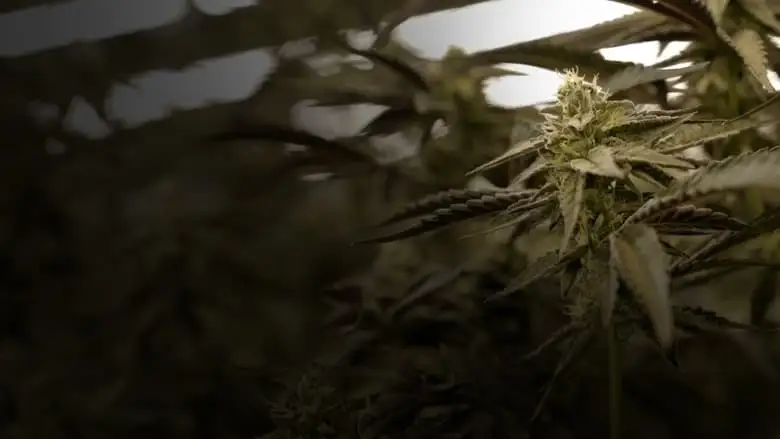 Cannabis : Une Enquete De Mathieu Kassovitz Et Antoine Robin (2024)