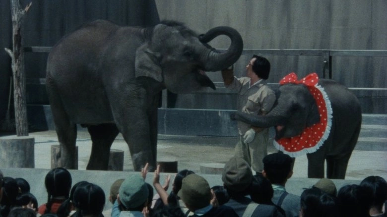 Baby Elephant Story: The Angel Who Descended To Earth (1986)