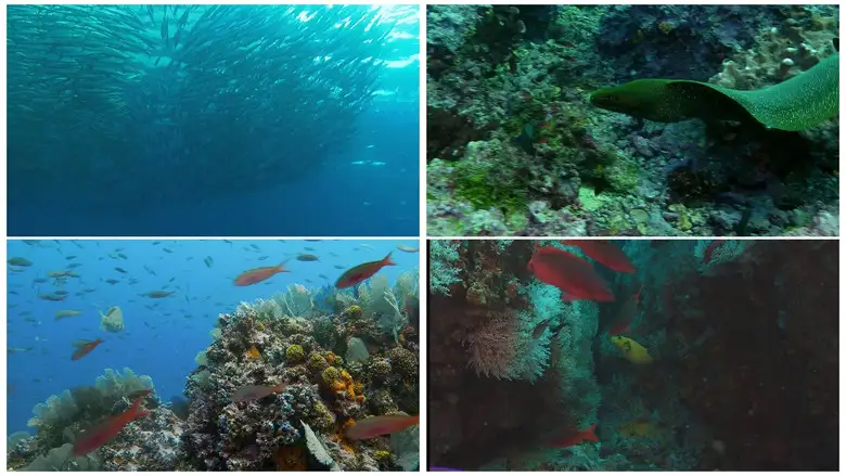 World Natural Heritage Columbia: Malpelo National Park (2013)