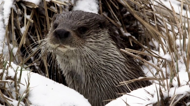 Seasons Of The Otter (2021)