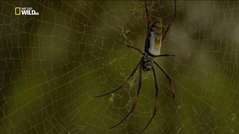 Incredible Spiders (2016)