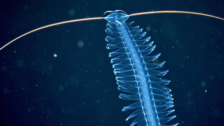 Deep Sea Exploration : The Last Frontiers On Earth (2026)