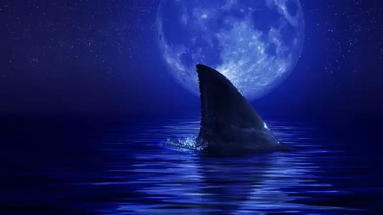 Shark Side Of The Moon (2022)
