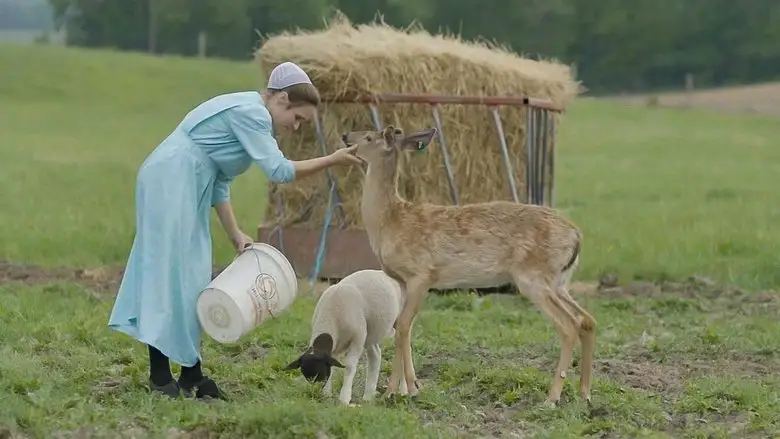 Arrest The Midwife (2025)