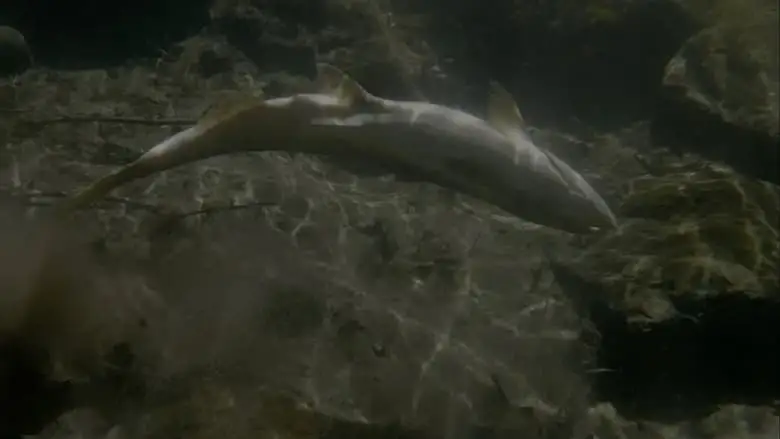 Upstream (2023)