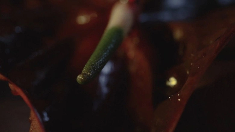 The Decadence (2015)