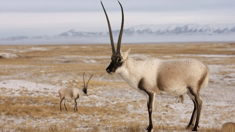Rare Survivors: China's Iconic Wildlife (2021)