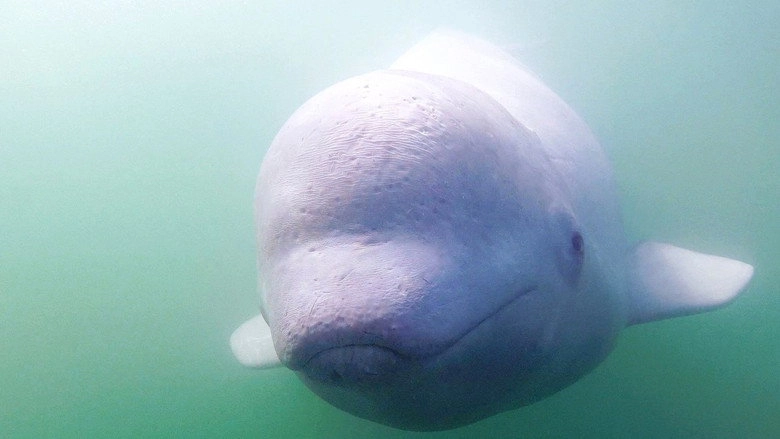 Call of the Baby Beluga (2016)