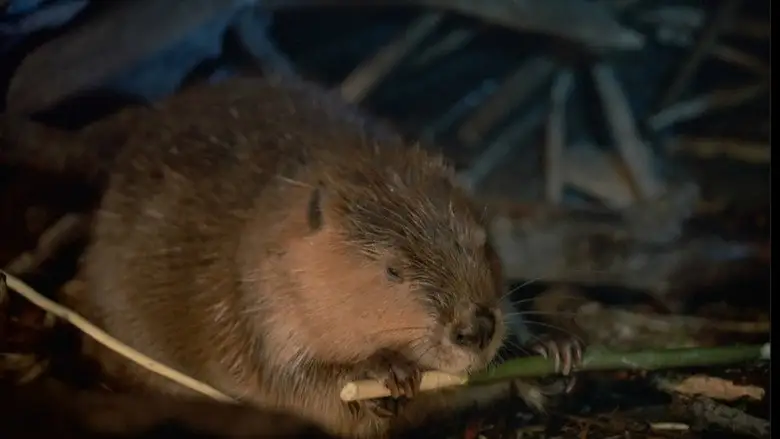 Beavers (1988)