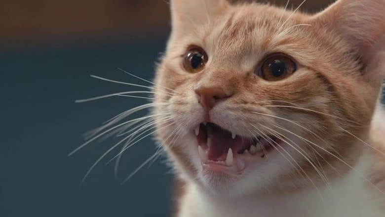Inside The Mind Of A Cat (2022)