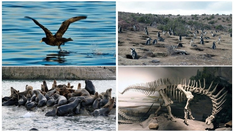 Patagonien 3D - Auf Den Spuren Von Charles Darwin: Von Buenos Aires Bis Cabo Dos Bahias (2012)