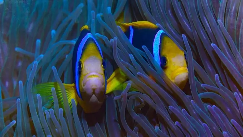 Protecting Paradise: The Story Of Niue (2024)