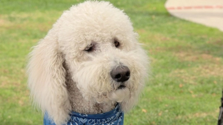 In The Dog House (2014)