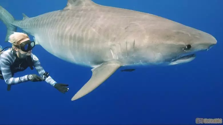 Saving Jaws (2019)