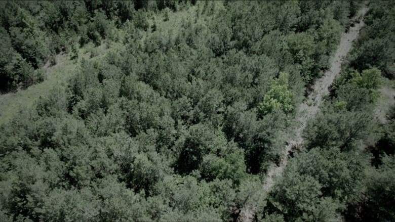 The Woods (2023)
