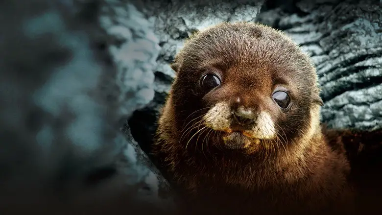 Fur Seals Battle For Survival (2015)