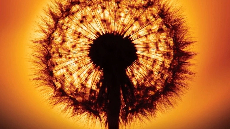 Am Anfang War Das Licht (2010)