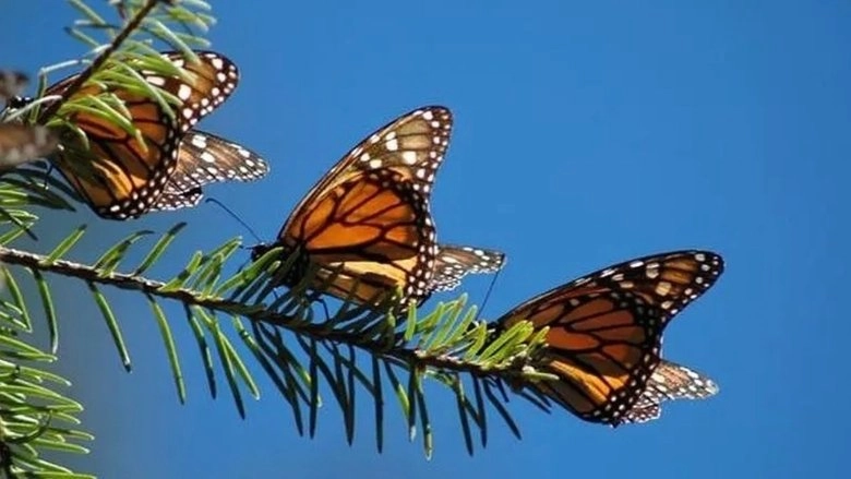 The Incredible Journey Of The Butterflies (2009)