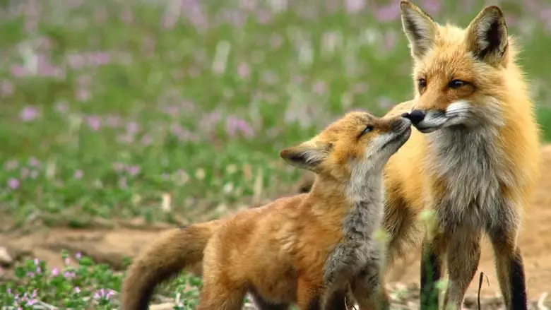 Incredible Animal Moments (2019)