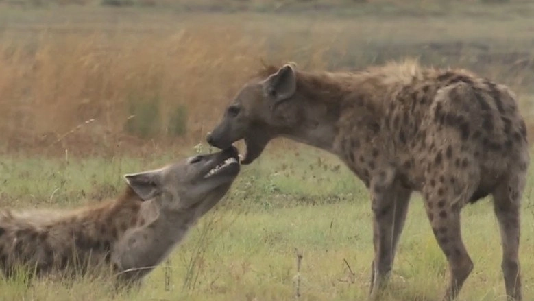 Clash Of The Hyenas (2008)